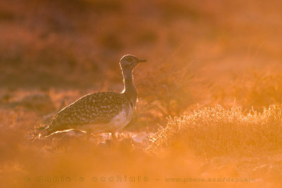 Houbara Bustard (Clamydotis undulata fuertaventurae)