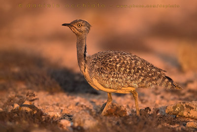 Houbara Bustard (Clamydotis undulata fuertaventurae)