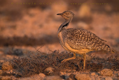 Houbara Bustard (Clamydotis undulata fuertaventurae)