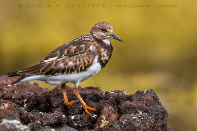 Ruddy Turnstone (Arenaria interpres)