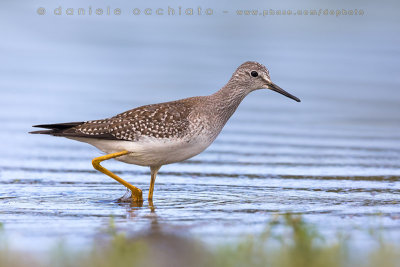 Lesser Yellowlegs (Tringa flavipes)