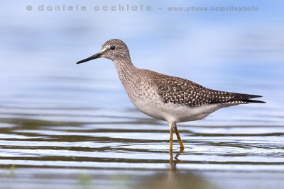 Lesser Yellowlegs (Tringa flavipes)