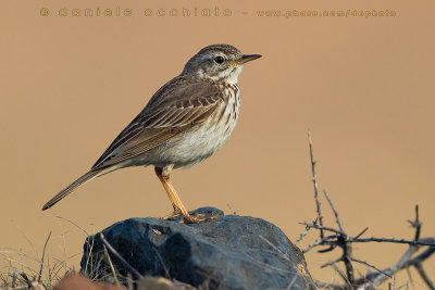 Berthelot's Pipit (Anthus berthelotii)