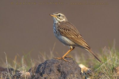 Berthelot's Pipit (Anthus berthelotii)