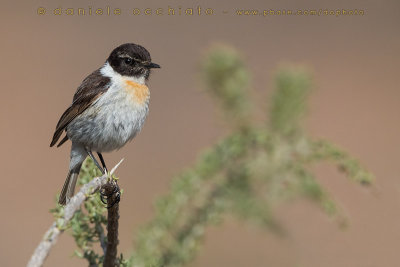 Canary Islands Chat (Saxicola dacotiae)