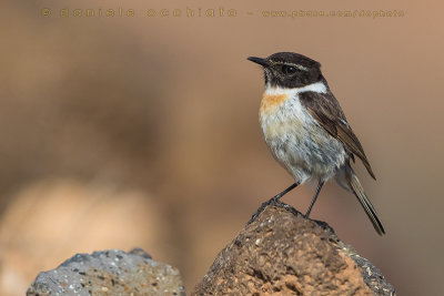 Canary Islands Chat (Saxicola dacotiae)