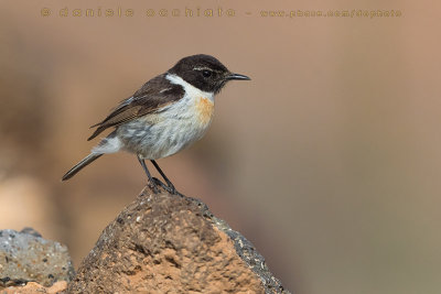 Canary Islands Chat (Saxicola dacotiae)