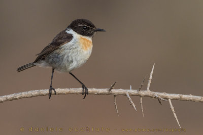 Canary Islands Chat (Saxicola dacotiae)