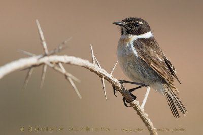 Canary Islands Chat (Saxicola dacotiae)