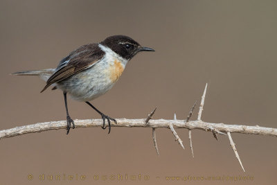 Canary Islands Chat (Saxicola dacotiae)