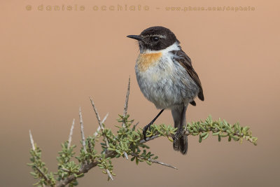 Canary Islands Chat (Saxicola dacotiae)