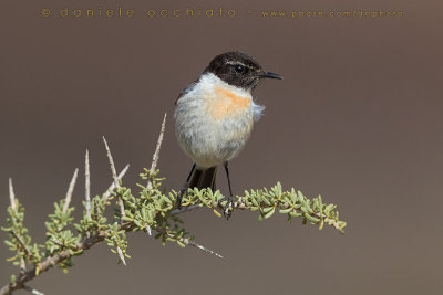 Canary Islands Chat (Saxicola dacotiae)