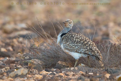 Houbara Bustard (Clamydotis undulata fuertaventurae)