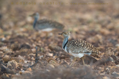 Houbara Bustard (Clamydotis undulata fuertaventurae)