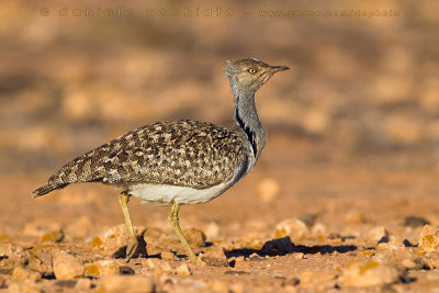 Houbara Bustard (Clamydotis undulata fuertaventurae)