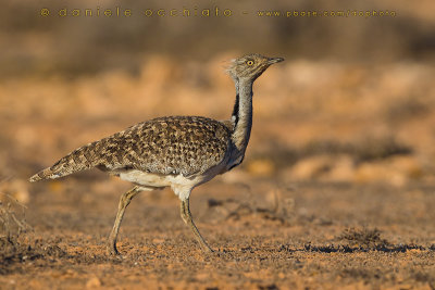 Houbara Bustard (Clamydotis undulata fuertaventurae)