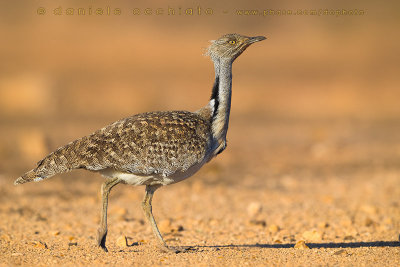 Houbara Bustard (Clamydotis undulata fuertaventurae)