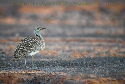 Houbara Bustard (Clamydotis undulata fuertaventurae)