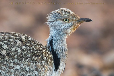 Houbara Bustard (Clamydotis undulata fuertaventurae)