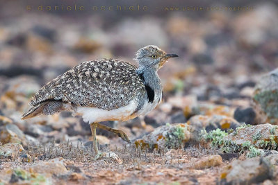 Houbara Bustard (Clamydotis undulata fuertaventurae)