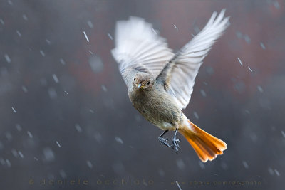 Black Redstart (Phoenicurus ochruros gibraltariensis)