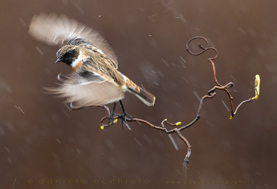 European Stonechat (Saxicola rubicola)