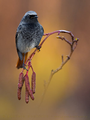 Black Redstart (Phoenicurus ochruros gibraltariensis)