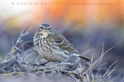 Water Pipit (Anthus spinoletta)