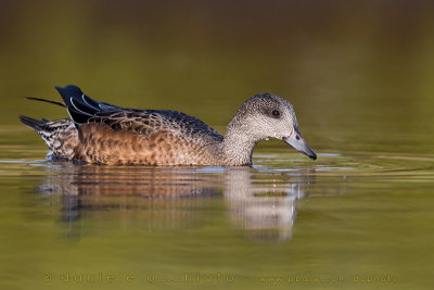 American Wigeon (Anas americana)