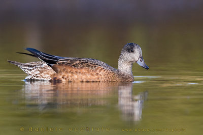 American Wigeon (Anas americana)