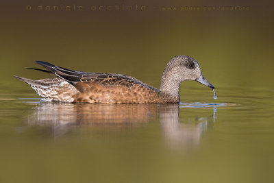 American Wigeon (Anas americana)