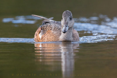 American Wigeon (Anas americana)