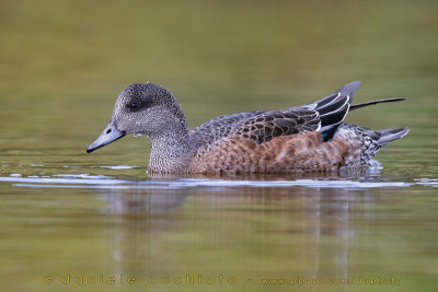 American Wigeon (Anas americana)