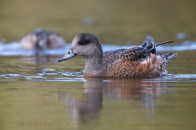 American Wigeon (Anas americana)