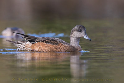 American Wigeon (Anas americana)