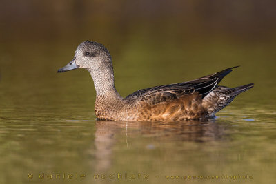 American Wigeon (Anas americana)