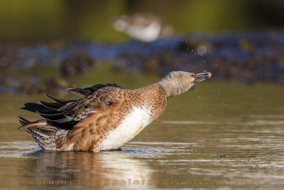 American Wigeon (Anas americana)