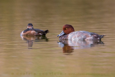 Redhead (Aythya americana)