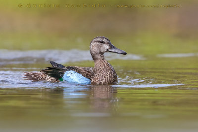 Blue-winged Teal (Anas discors)