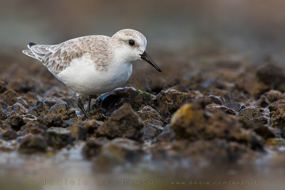 Sanderling (Calidris alba)