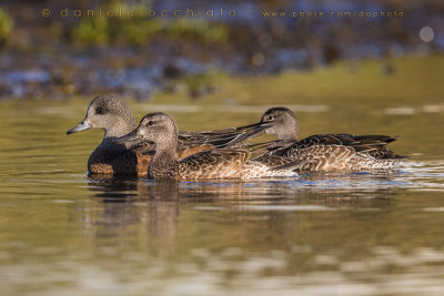 Blue-winged Teal (Anas discors) and American Wigeon (Mareca americana)