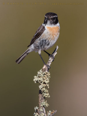 Canary Islands Chat (Saxicola dacotiae)