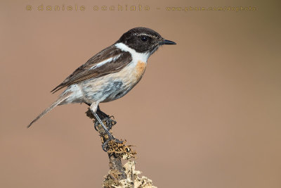 Canary Islands Chat (Saxicola dacotiae)