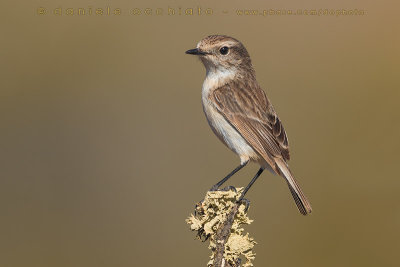 Canary Islands Chat (Saxicola dacotiae)