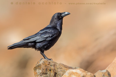 Raven (Corvus corax tingitanus)