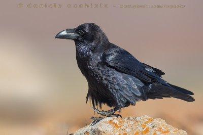 Raven (Corvus corax tingitanus)