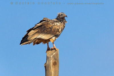 Egyptian Vulture (Neoprhon percnopterus)