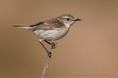 Canary Islands Chat (Saxicola dacotiae)