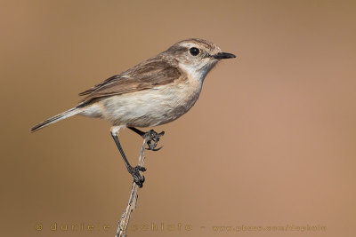 Canary Islands Chat (Saxicola dacotiae)