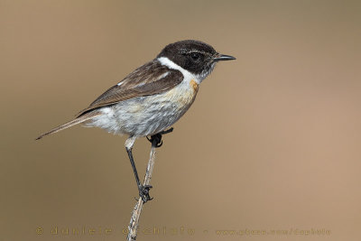 Canary Islands Chat (Saxicola dacotiae)